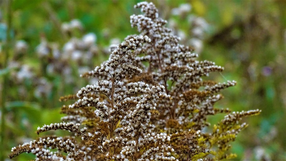 Золотарник Мимоза