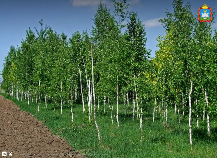 Береза Амурская