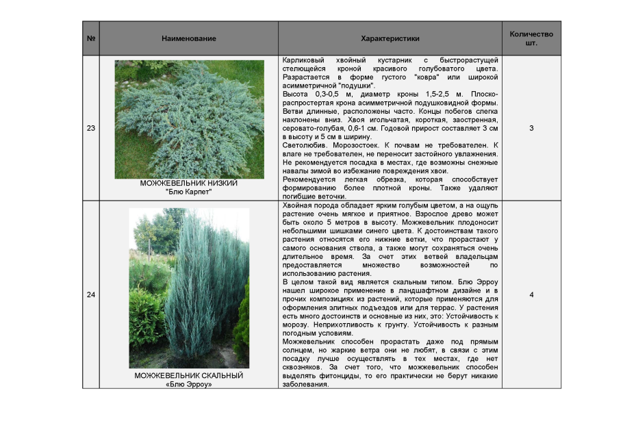 Тополь диаметр высота дерева