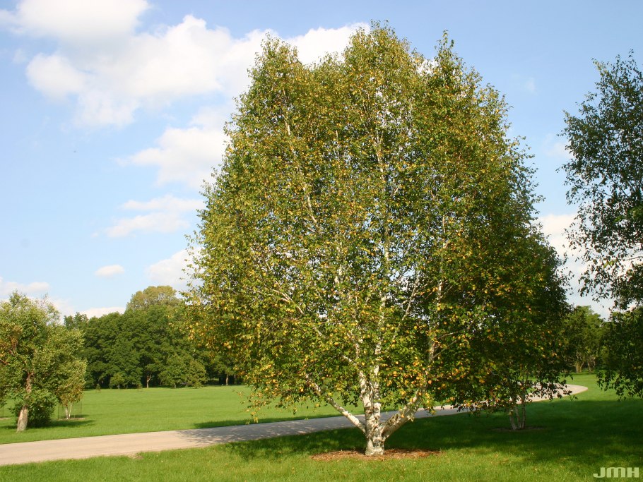 Betula papyrifera