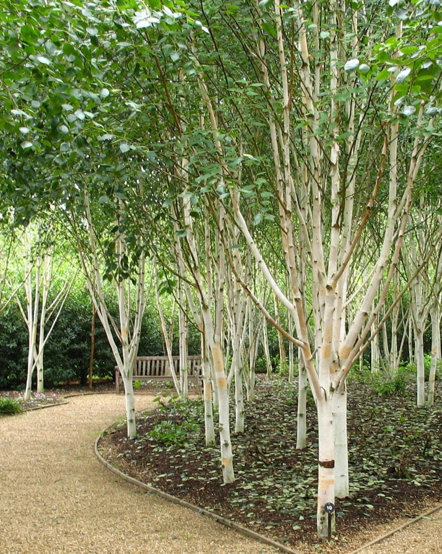 Береза пушистая Betula pubescens