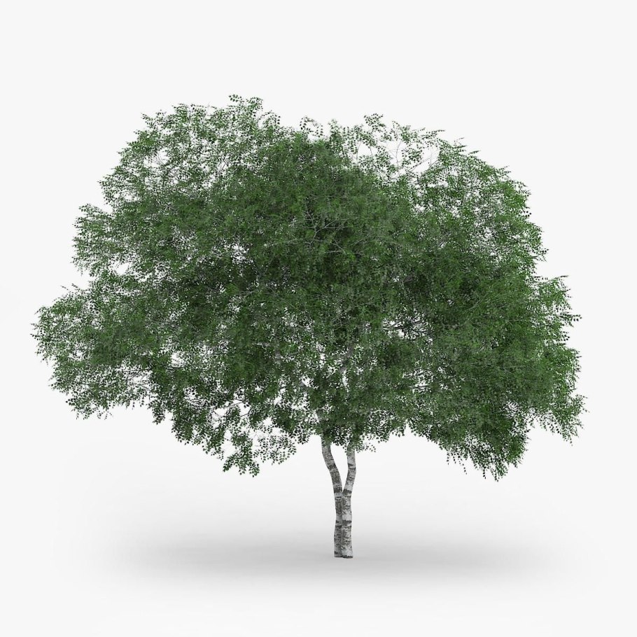 Береза пушистая (лат. Betula pubescens)