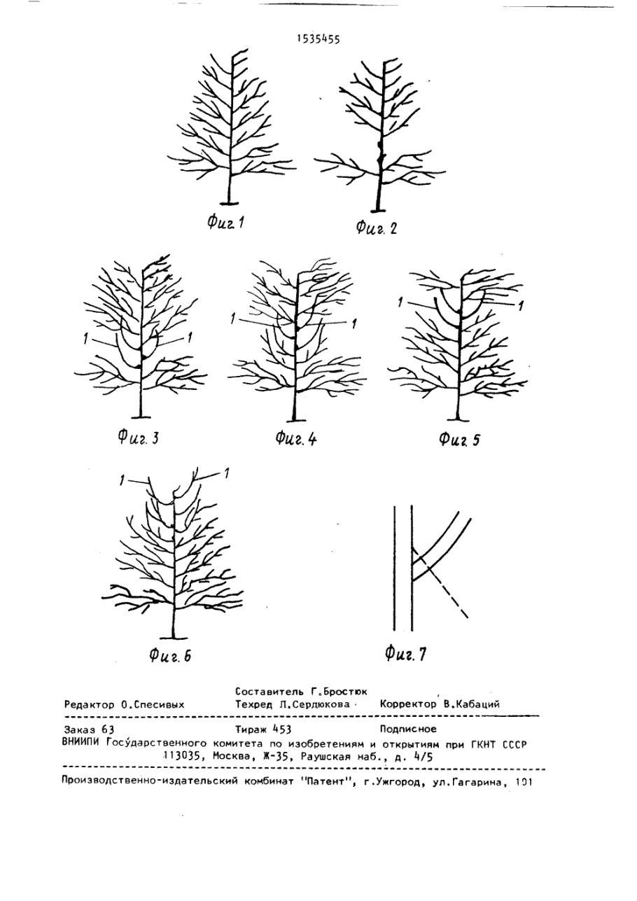 Береза пушистая Betula pubescens