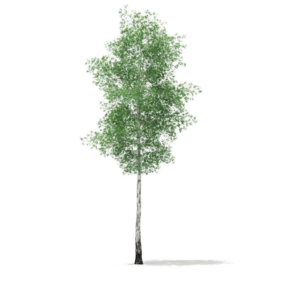 Береза полезная Betula utilis Doorenbos