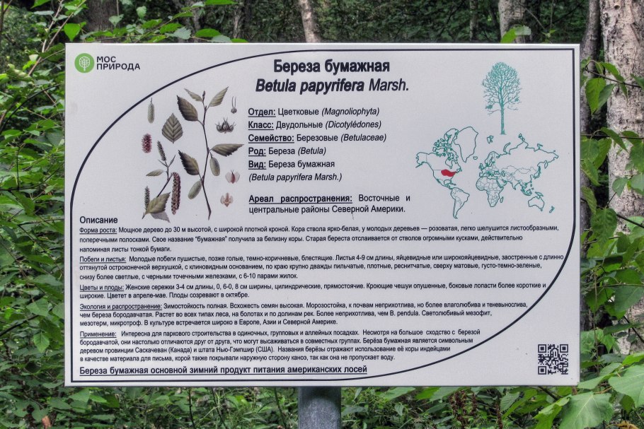 Схемы посадок хвойных и кустарников