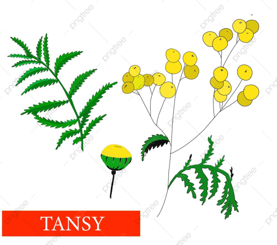 Пижма пиретрум