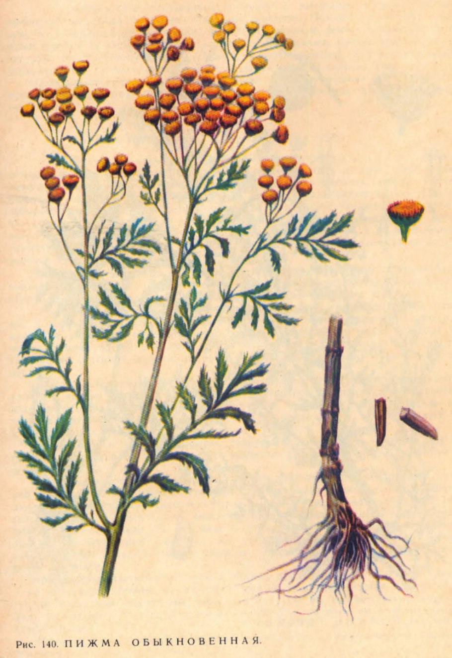 Тысячелистник обыкновенный Ботанический атлас