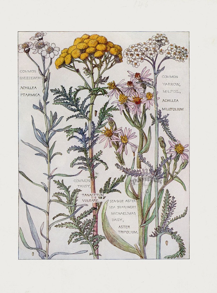 Пижма Фармакогнозия