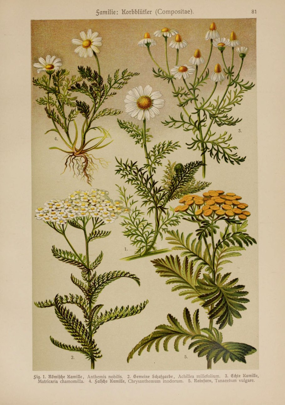 Пижма обыкновенная Фармакогнозия