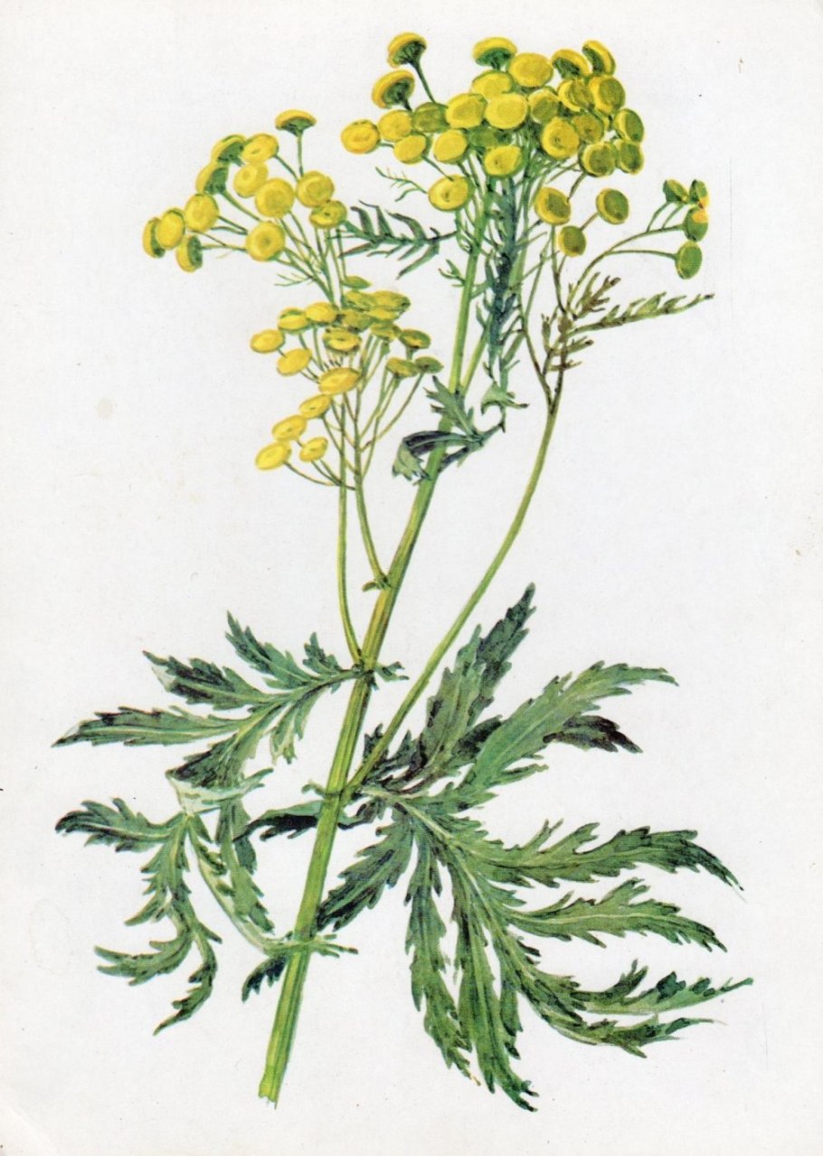 Пижма обыкновенная стебель