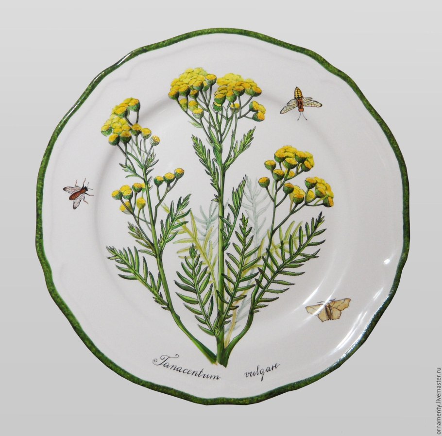 Пижма обыкновенная (Tanacetum vulgare l.)