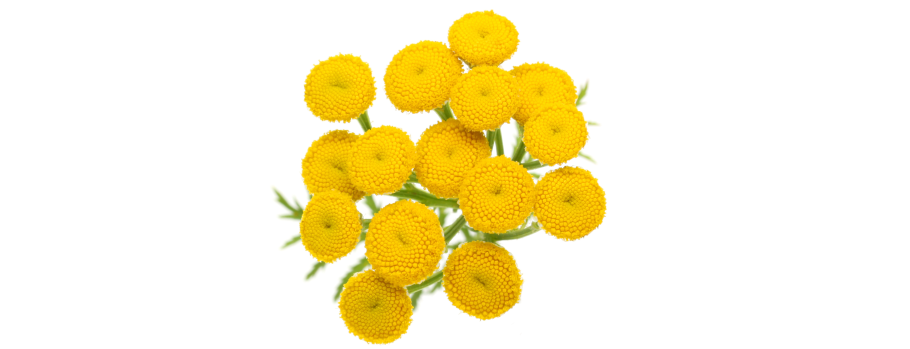 Пижма рисунок вектор