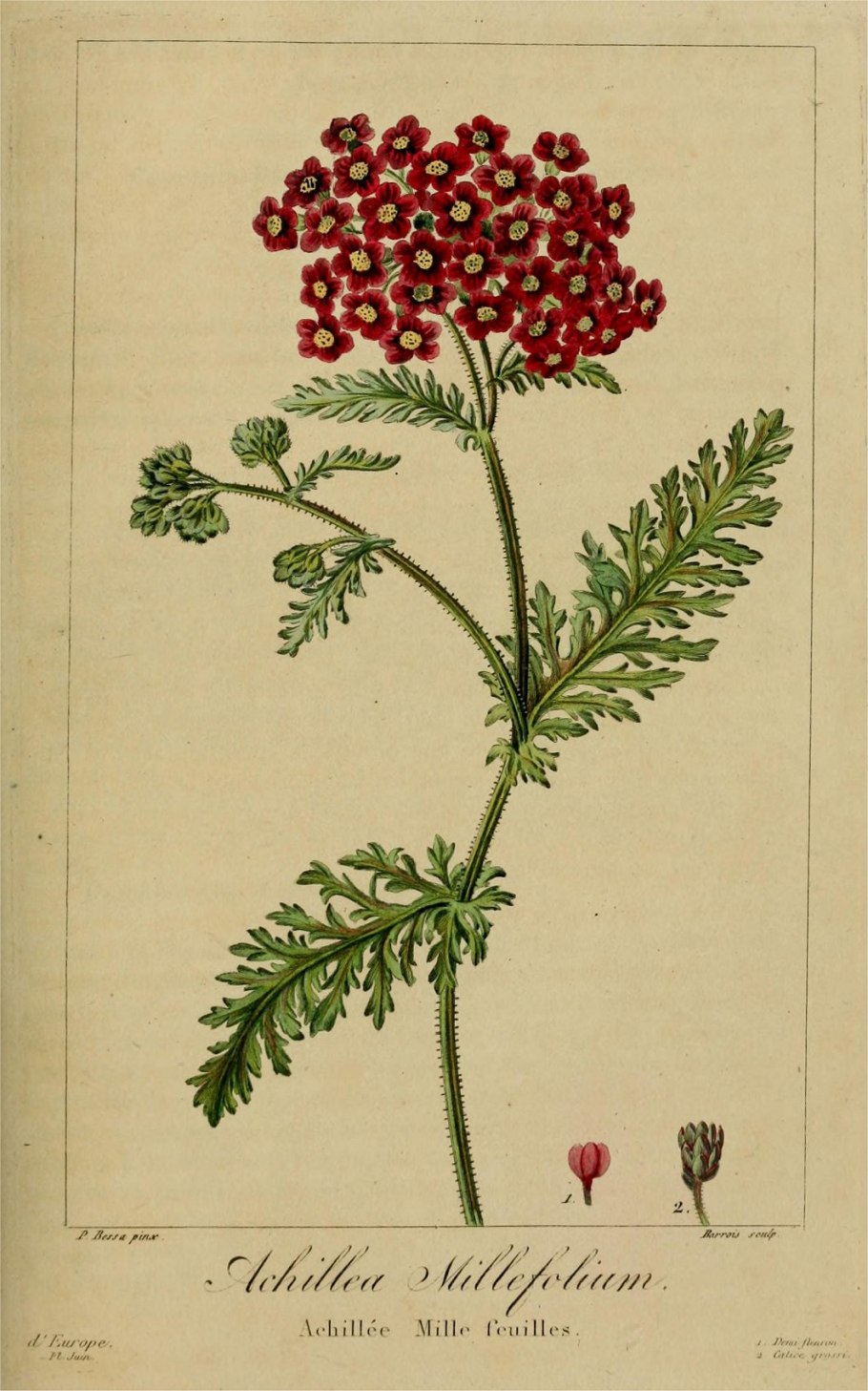 Пижма обыкновенная гербарий