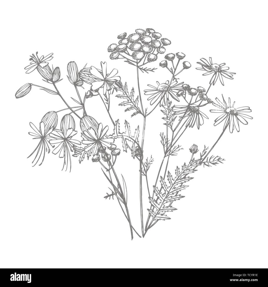 Пижма обыкновенная Фармакогнозия