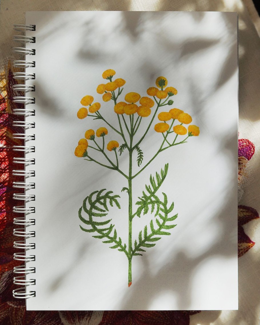 Пижма обыкновенная рисунок