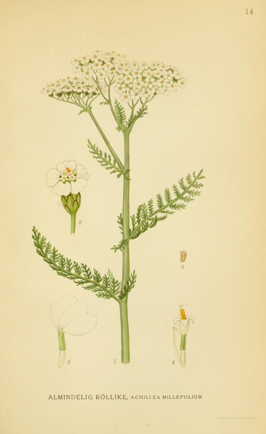 Тысячелистник обыкновенный (Achillea millefolium l.)