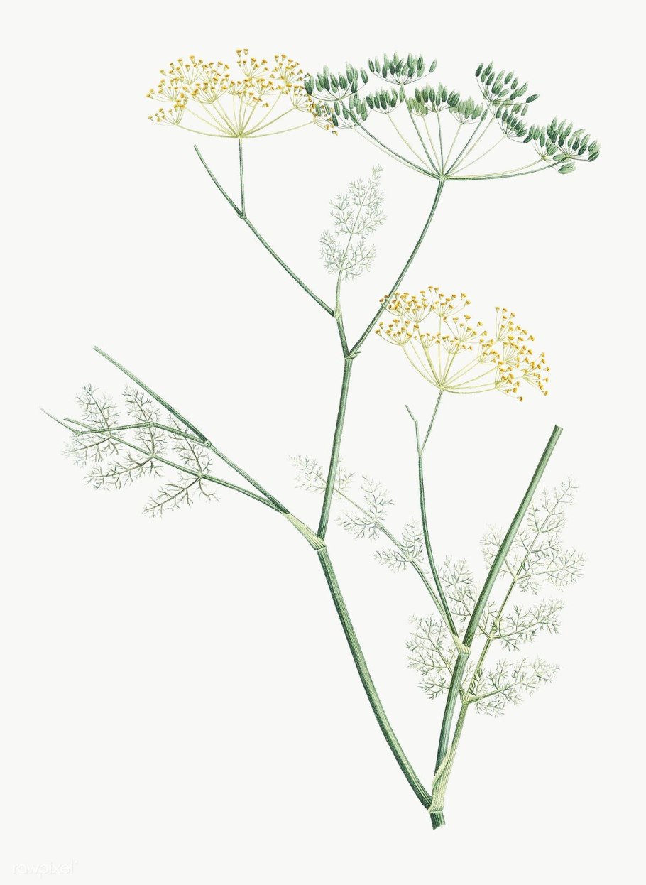 Пижма обыкновенная Ботаническая