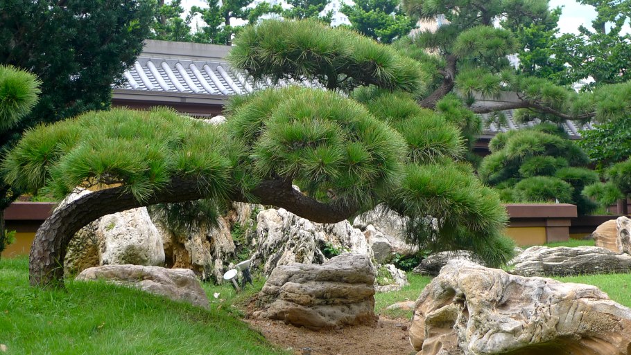 Сосна обыкновенная ниваки