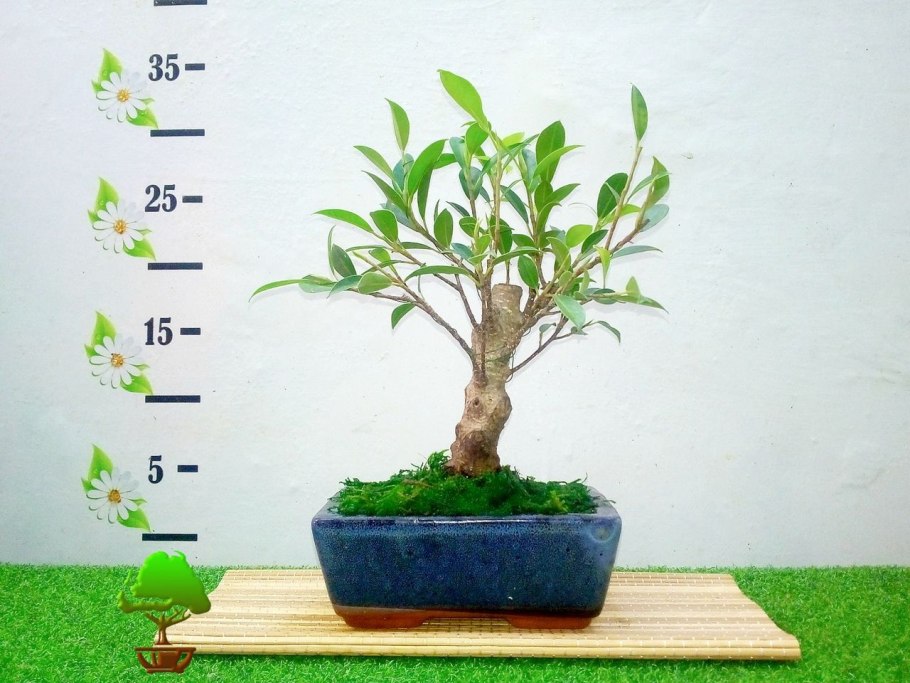 Япония бонсай шатры