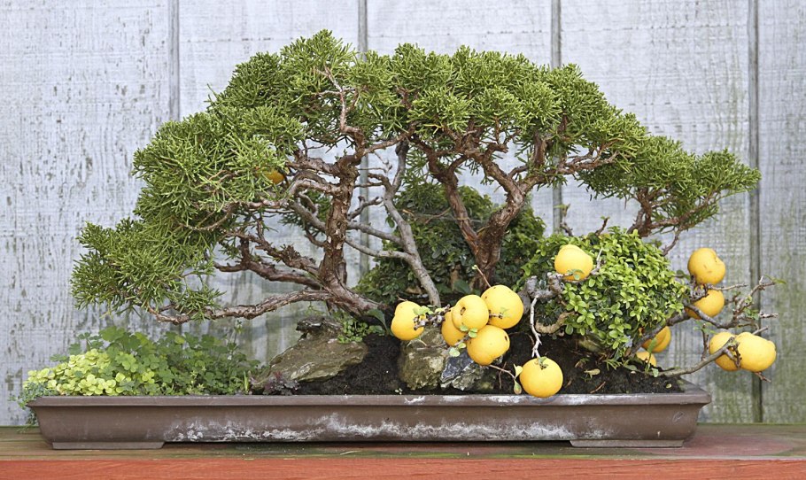 Сосна Веймутова ниваки