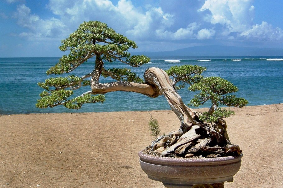 Сосна Шонс бонсай