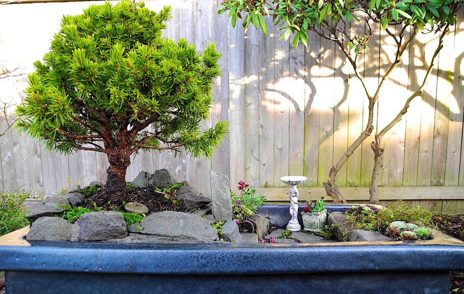 Маленькое дерево бонсай