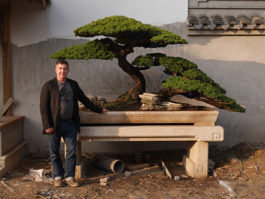 Вечнозеленый хвойный кустарник