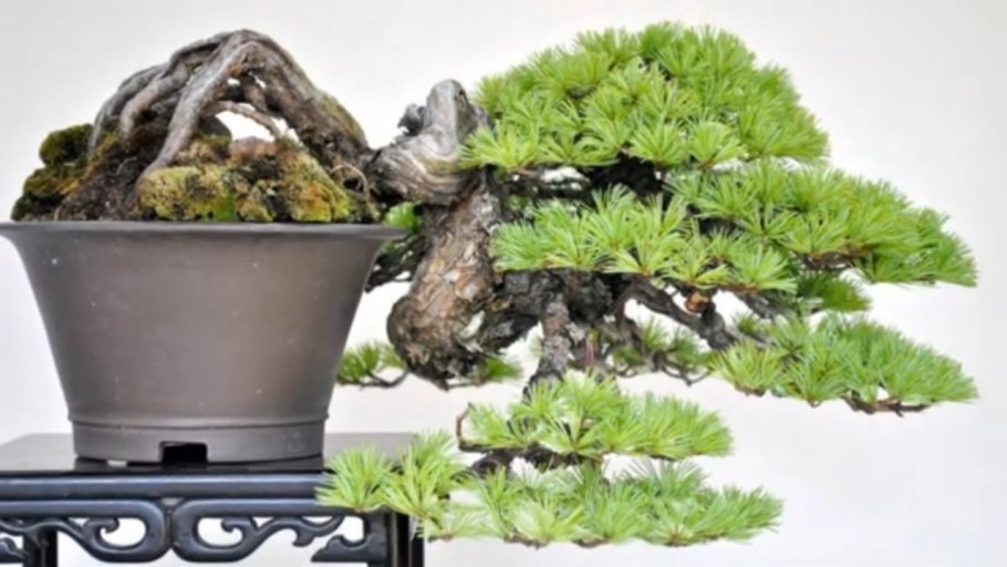 Ива Козья Salix caprea