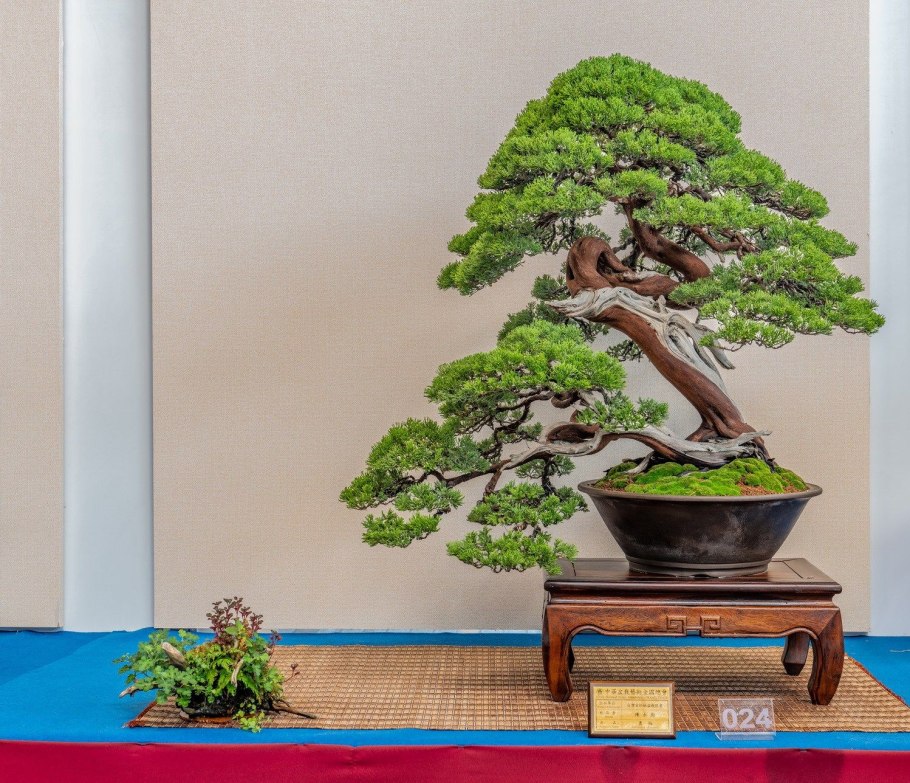 Сосна Горная Мугус ниваки