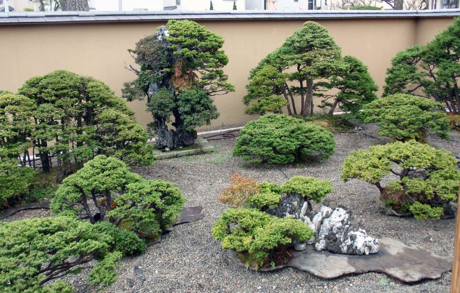 Вистерия ниваки