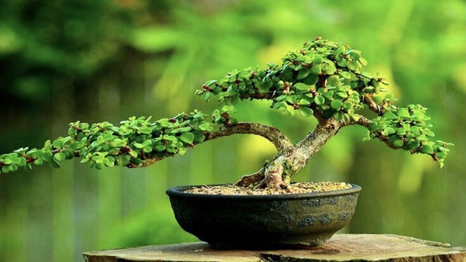 Тайский бонсай