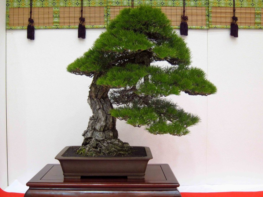 Секвойя вечнозелёная бонсай