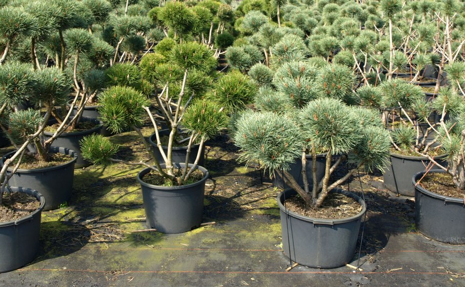 Сосна Горная Мугус ниваки