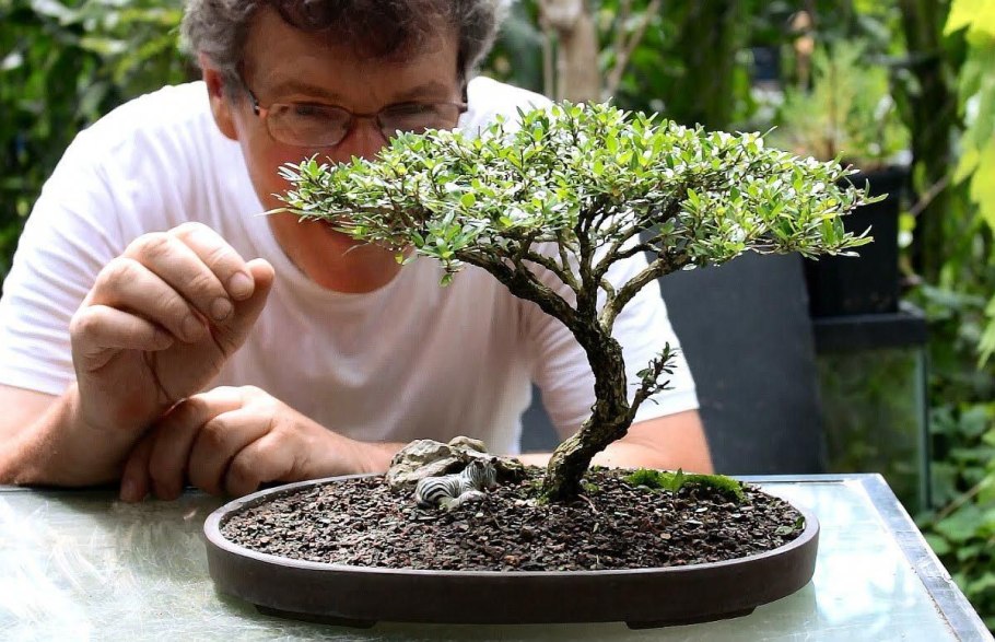 Яблоня Эверест бонсай