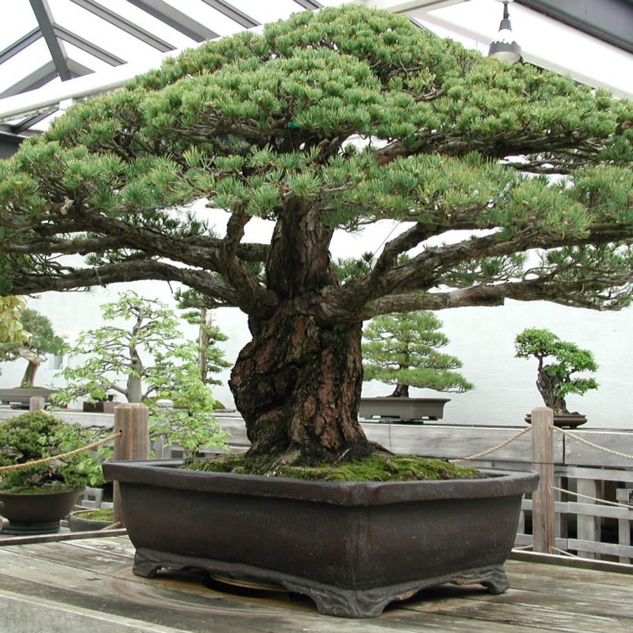 Бонсай клен