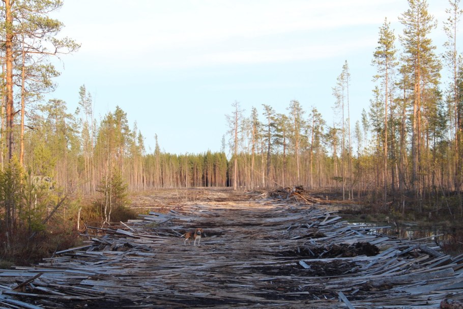 Болото сухостой Карелия