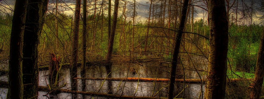 Лес бурелом болото