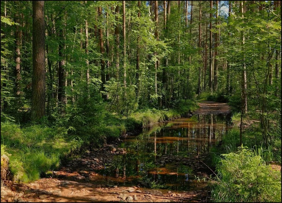 Болотистые леса Румыния