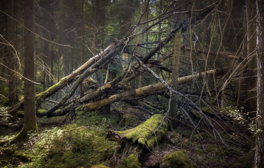 Тайга ХМАО бурелом