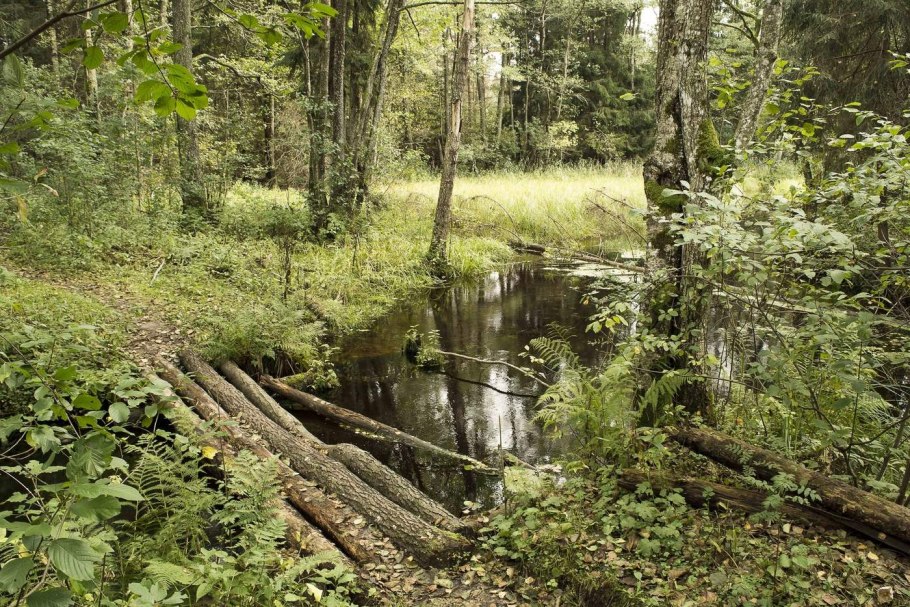 Таежный болотистые озера