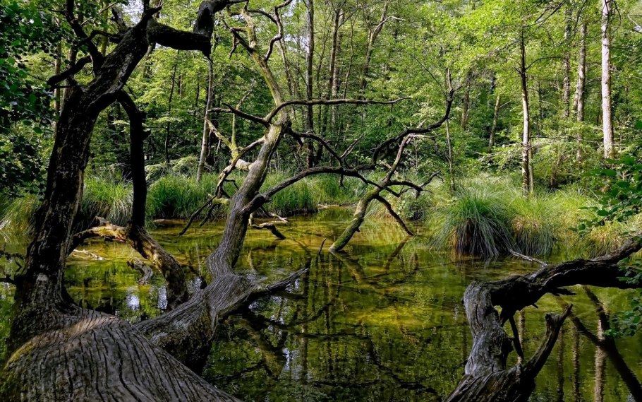 Непролазная Сибирская Тайга Леший