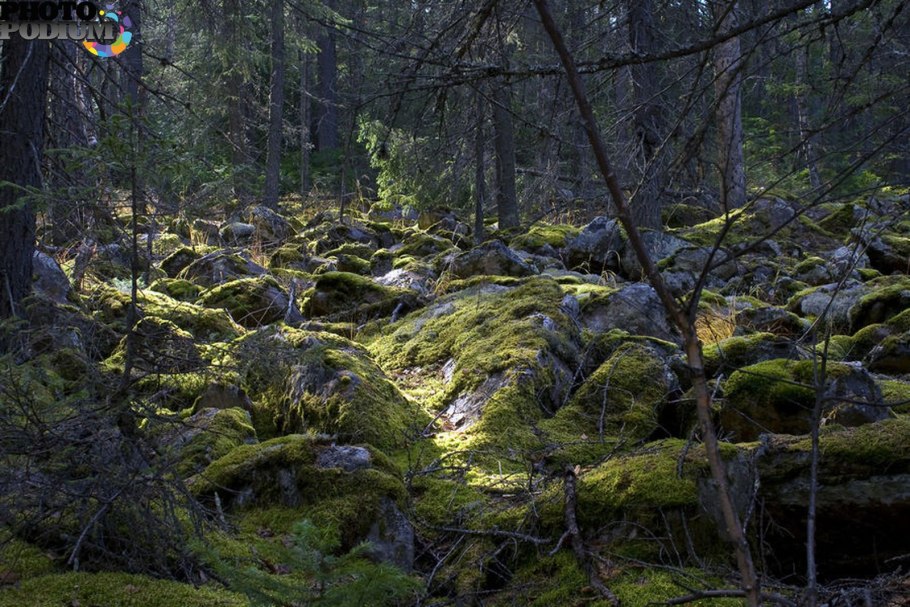 Тайга подлесок