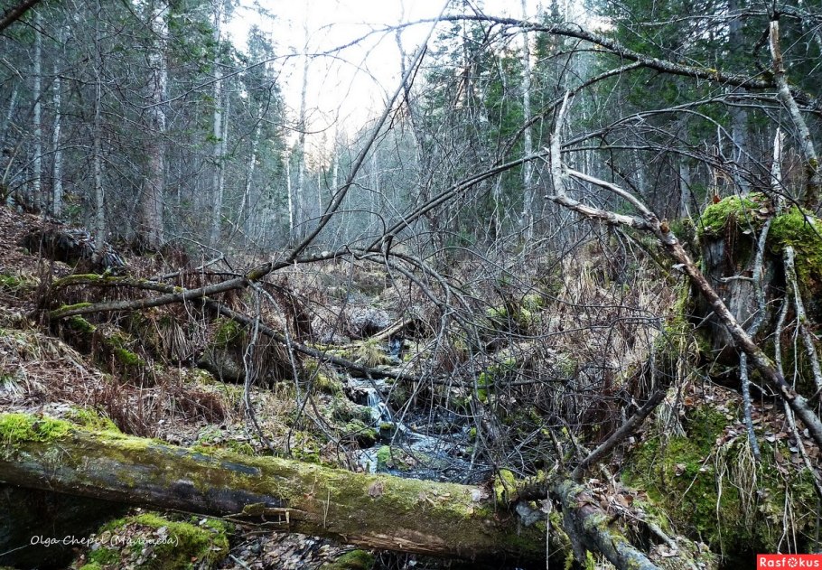 Глухая Тайга бурелом