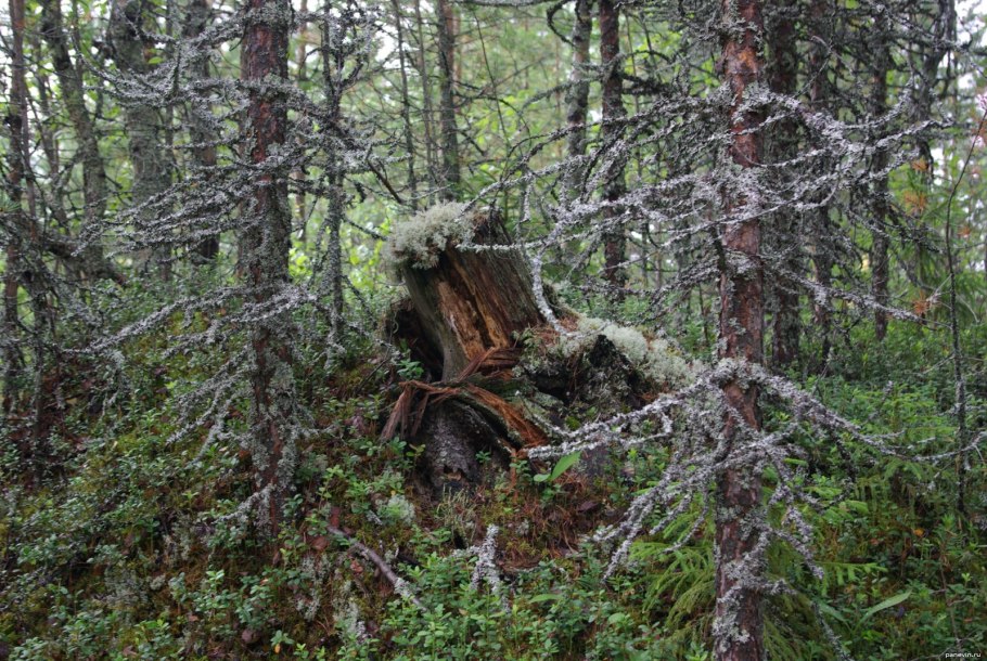 Урочище Ильмень
