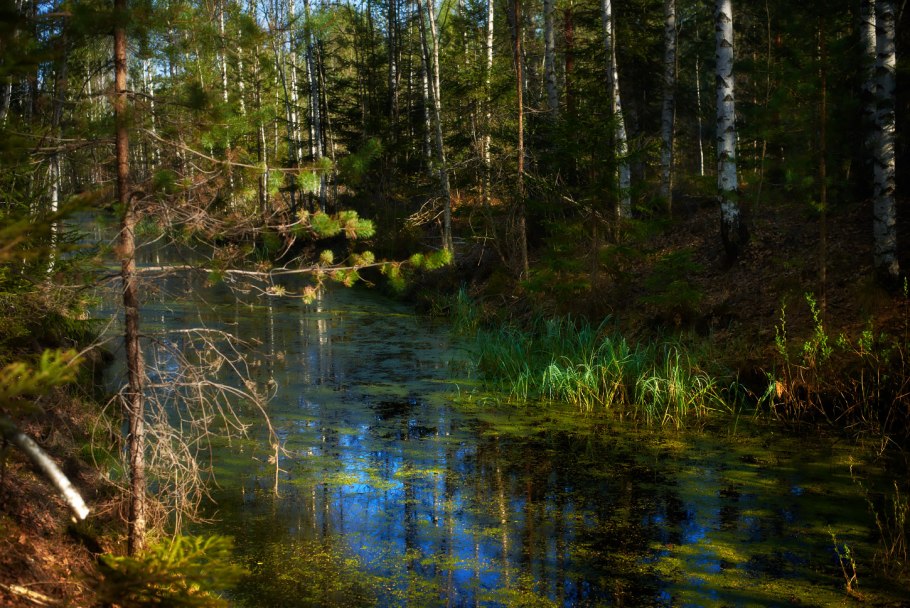 Сухостой в лесу