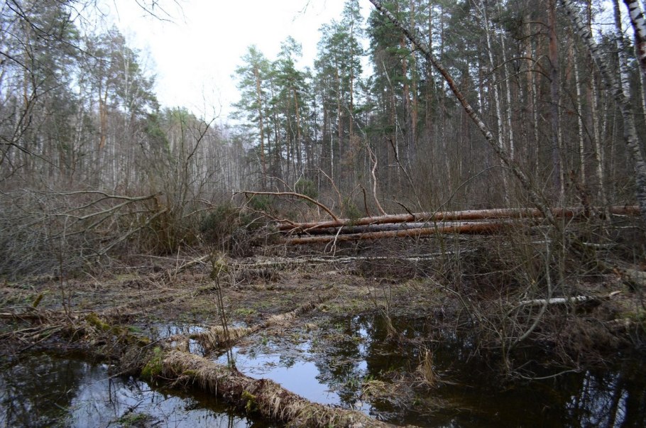 Книга бурелом