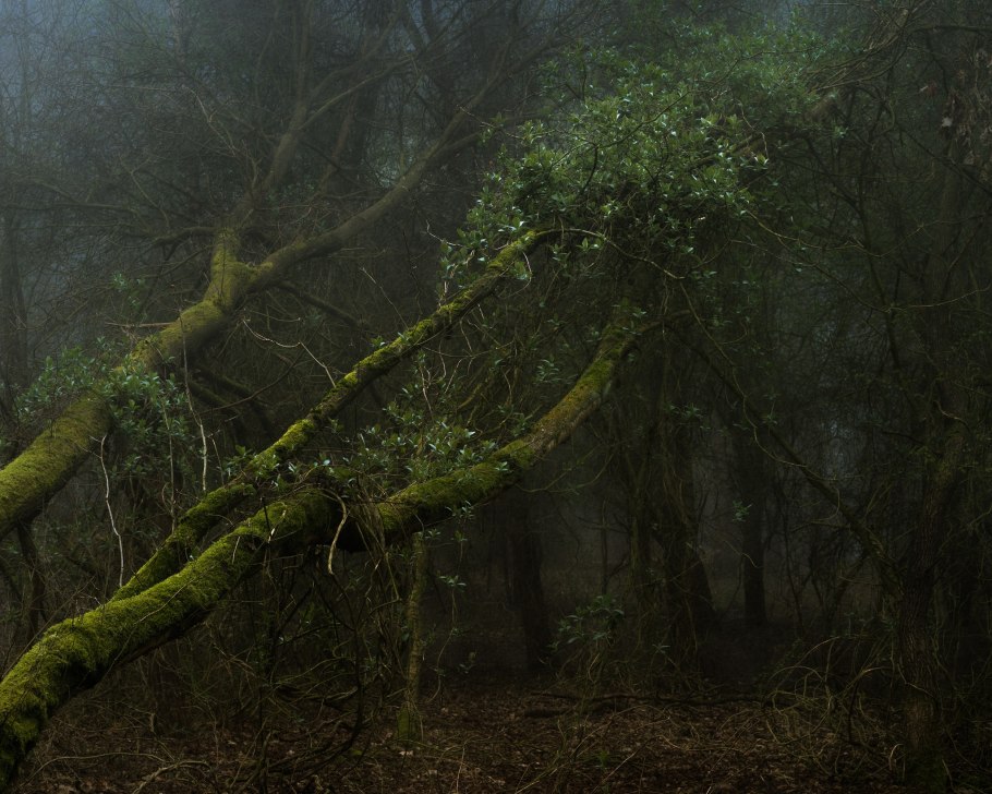 Канава в лесу