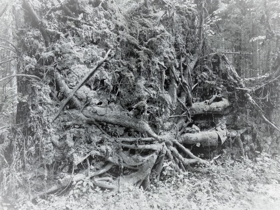 Поваленное дерево
