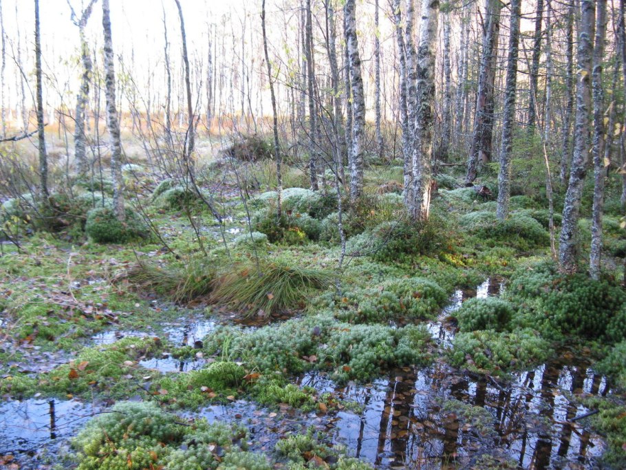Березово-Сосновый заболоченный лес