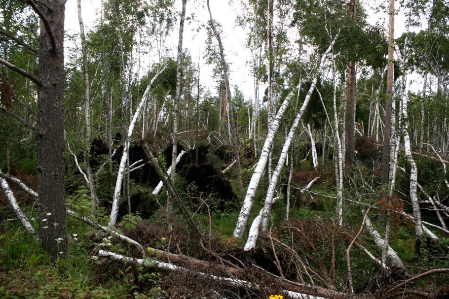 Девушка идет по болоту